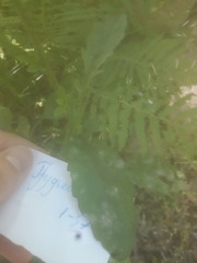 Podosphaera erigerontis-canadensis