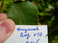 Melampsoridium betulinum