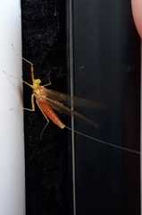 Stenacron interpunctatum interpunctatum