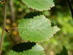 Melampsoridium betulinum