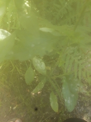 Podosphaera erigerontis-canadensis