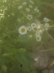 Podosphaera erigerontis-canadensis