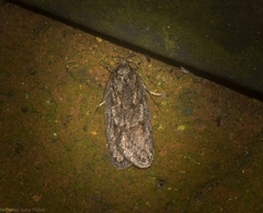 Acantholena siccella