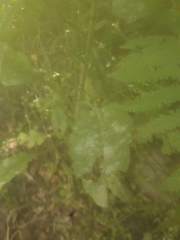 Podosphaera erigerontis-canadensis