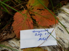 Diplocarpon fragariae