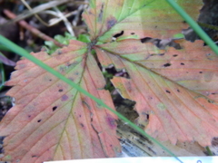 Diplocarpon fragariae