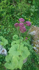 Adenostyles alliariae