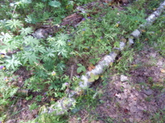 Diplocarpon fragariae