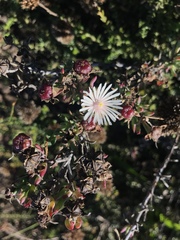 Lampranthus productus