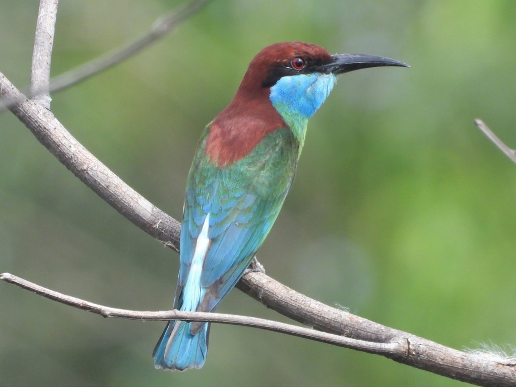 Blue-throated Bee-eater photo