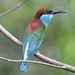 Blue-throated Bee-Eater - Photo (c) benjamynweil, some rights reserved (CC BY-NC), uploaded by benjamynweil