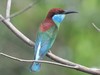 Blue-throated Bee-Eater - Photo (c) benjamynweil, some rights reserved (CC BY-NC), uploaded by benjamynweil