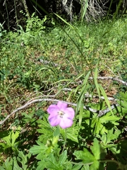 Geranium oreganum