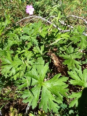 Geranium oreganum