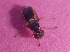 Acanthasargus flavipes