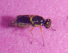 Acanthasargus flavipes