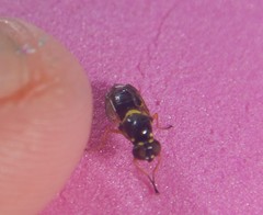 Acanthasargus flavipes