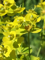 Euphorbia saratoi