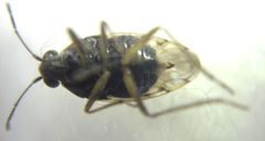 Saldidae