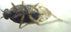 Saldidae