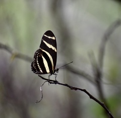 Heliconius charithonia ramsdeni