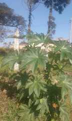 Ricinus communis