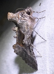 Syngrapha epigaea