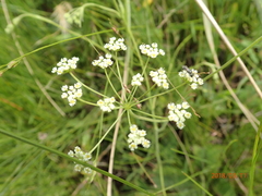 Pimpinella caffra