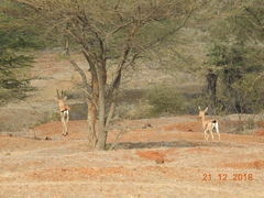 Gazella bennettii