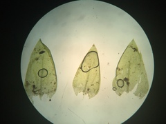 Hygrohypnum luridum