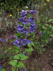Penstemon ovatus