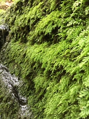 Hygrohypnum luridum
