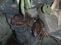 Lithobates vaillanti
