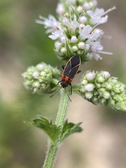Ochrimnus lineoloides