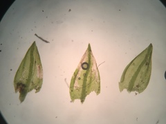 Platylomella lescurii