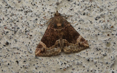 Hypena abalienalis