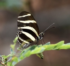 Heliconius charithonia ramsdeni