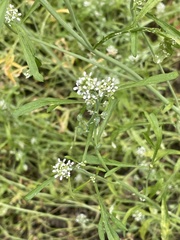 Lepidium sativum