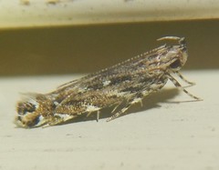 Otonoma anemois