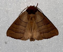 Datana major