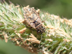 Nithecus jacobaeae