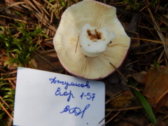 Russula integra