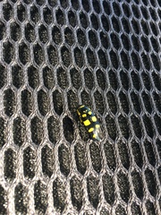 Buprestis octoguttata