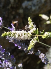 Colpa quinquecincta