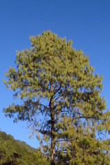 Pinus lumholtzii