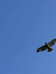 Buteo jamaicensis