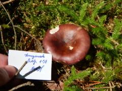 Russula integra