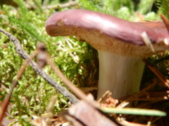 Russula integra