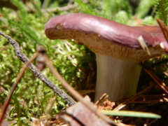 Russula integra