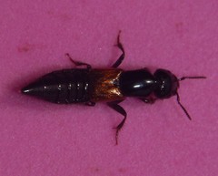 Xantholininae